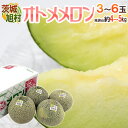 茨城県旭村 ”オトメメロン” 秀品 3〜6玉 風袋込約4〜5kg【予約 4月末以降】 送料無料