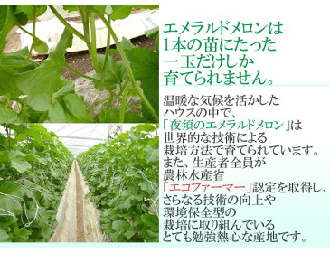 【送料無料】高知県夜須産 ”エメラルドメロン” 大玉 約1.8kg×2玉入り 化粧箱【予約 10月末以降】