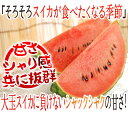 熊本産 ”小玉すいか ひとりじめ” 3L1玉 約2〜2.5kg ちょっと訳あり○【予約 4月以降】