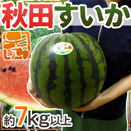 秋田県 ”秋田すいか” 秀品 約7kg以上【予約 7月下旬〜8月以降】 送料無料