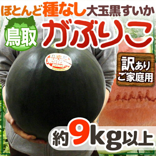 【送料無料】鳥取 黒皮 種なしスイカ ”がぶりこ” 訳あり 大玉 9kg以上【予約 6月末〜7月】