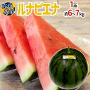 高知県夜須町 ”ルナピエナ” 1玉 約6〜7kg 金時、祭ばやしなど【予約 4月末以降】 送料無料(4)