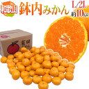 【9/10限定!全額ポイントバックの大チャンス】和歌山・有田産 ”鉢内みかん” 秀品 L~2Lサイズ 約10kg はちうちみかん【予約 11月末以降】 送料無料