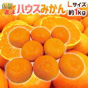 佐賀産 JAからつ ”ハウスみかん” 大玉Lサイズ 8玉前後 約1kg バラ詰め 温室みかん【予約 6月以降】 送料無料