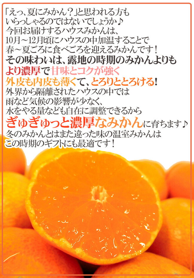 ”佐賀産 JAからつ ハウスみかん” 大玉Lサイズ 16玉前後 約2kg バラ詰め 温室みかん【予約 6月以降】 送料無料