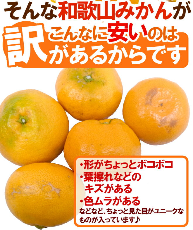 【送料無料】”和歌山みかん” 訳あり S〜Mサイズ 約10kg【予約 11月末以降】