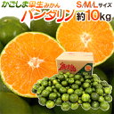 鹿児島産 ”パンダリンみかん” 秀品 S/M/Lサイズ 約10kg【予約 9月下旬以降】 送料無料