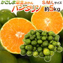 【8/18限定!全額ポイントバックの大チャンス】”鹿児島産 パンダリンみかん” 秀品 S/M/Lサイズ 約5kg【予約 9月下旬以降】 送料無料