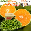 鹿児島産 ”パンダリンみかん” 秀品 小粒限定 2S/Sサイズ 約10kg【予約 9月下旬以降】 送料無料
