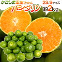 ”鹿児島産 パンダリンみかん” 秀品 小粒限定 2S/Sサイズ 約2kg【予約 9月下旬以降】 送料無料