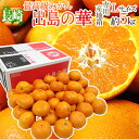 【送料無料】長崎産 ”出島の華” 秀品 Lサイズ 約5kg【予約 12月中旬以降】