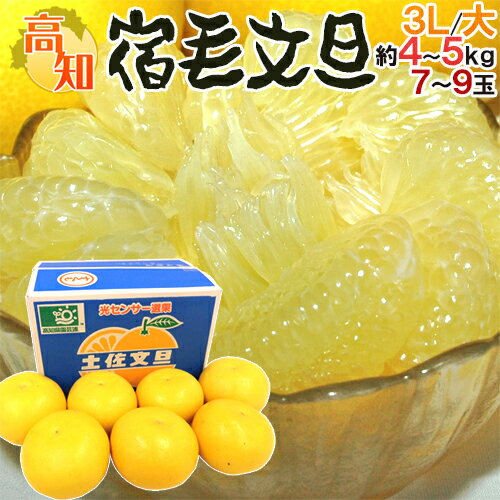 高知産 土佐文旦 ”宿毛文旦” 秀品 3L〜大サイズ 約4〜5kg【予約 2月以降】 送料無料のサムネイル
