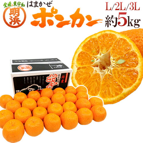 愛媛県明浜 ”はまかぜポンカン” 秀品 L/2L/3L 約5kg ぽんかん【予約 1月下旬以降】 送料無料