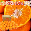 【送料無料】愛媛産 ”宮内いよかん” 訳あり L〜4Lサイズ...