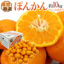 【送料無料】”ぽんかん” 訳あり 約10kg 大きさおまかせ...