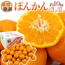 【送料無料】”ぽんかん” 秀品 2L〜3Lサイズ 約10kg...