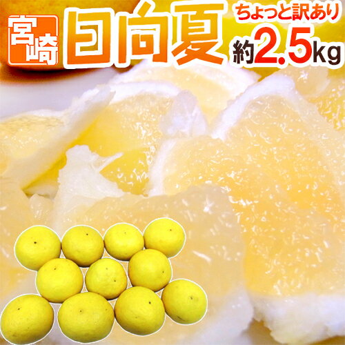 宮崎県産 ”日向夏” ちょっと訳あり 約2.5kg 大きさおまかせ【予約 2月末以降】 送料無料のサムネイル
