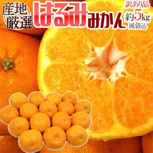 ”はるみみかん” 訳あり 風袋込約5kg 大きさおまかせ 産地厳選【予約 1月下旬以降】 送料無料のサムネイル