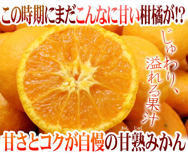 【エントリーで200Pプレゼント】【送料無料】愛媛・広島 ”南津海みかん（なつみみかん）” 赤秀品 S/M/Lサイズ 約3kg【予約 4月下旬以降】