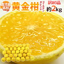 【送料無料】鹿児島・高知産 ”黄金柑” 訳あり 約2kg 大...