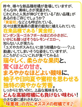 【送料無料】鹿児島・高知産 ”黄金柑” 訳あり 約3kg 大きさおまかせ【予約 3月下旬以降】