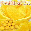 【送料無料】和歌山県由良町産 ”ゆらの木成りはっさく” L/...