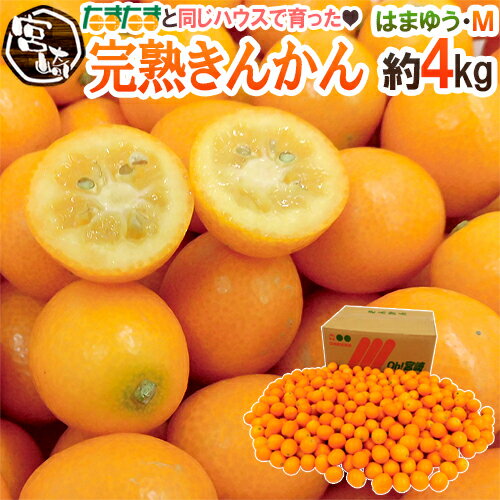 宮崎県 JAはまゆう ”完熟きんかん” 秀品 M 約4kg あと少しで「完熟きんかんたまたま」になれなかったハウス金柑【予約 1月末以降】 送料無料のサムネイル