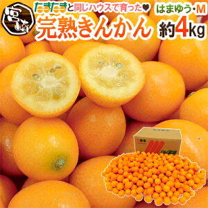 宮崎県 JAはまゆう ”完熟きんかん” 秀品 M 約4kg あと少しで「完熟きんかんたまたま」になれなかったハウス金柑【予約 1月末以降】 送料無料