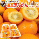 【エントリーで200Pプレゼント】【送料無料】宮崎県 ”温室きんかん” 秀品 2L以上 約250g×《4pc》（合計約1kg）【予約 11月下旬以降】