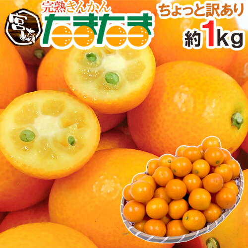 宮崎県 ”完熟きんかん たまたま” ちょっと訳あり 約1kg 大きさおまかせ《3kg購入で送料無料》【予約 2月中旬以降】