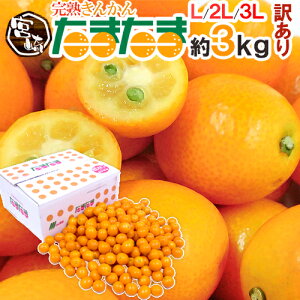 【金柑】国産だから安心安全！丸ごと食べられる美味しい金柑のおすすめは？