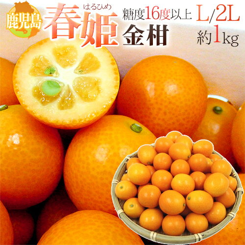 鹿児島県 ”完熟きんかん 春姫” L/2Lサイズ 約1kg 糖度16度以上 鹿児島県 ”完熟きんかん 春姫” L/2Lサイズ 約1kg 糖度16度以上