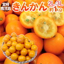 【9/18限定!全額ポイントバックの大チャンス】宮崎・鹿児島県 ”きんかん” 秀品 2L〜3L 約1kg 金柑【予約 12月以降】