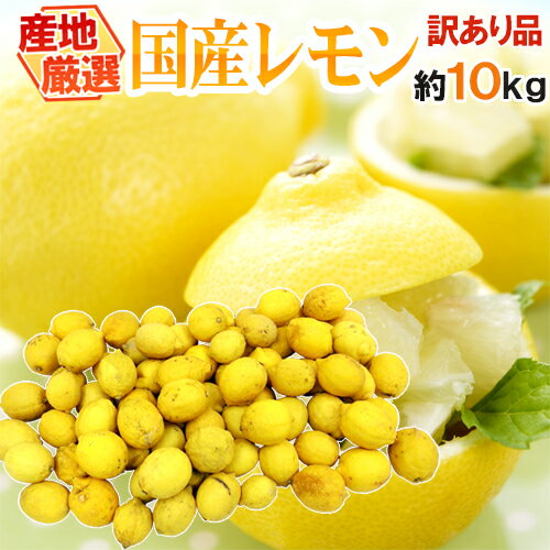 ”完熟国産レモン” 訳あり 約10kg 大きさおまかせ 産地厳選【予約 入荷次第発送】 送料無料