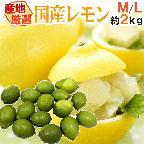 ”国産レモン” 約2kg 12〜18玉前後 M