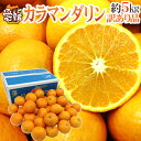 愛媛産 ”カラマンダリン” 訳あり 約5kg 大きさおまかせ【予約 4月下旬以降】 送料無料
