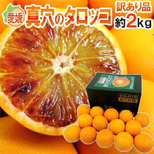 愛媛県 ”真穴のタロッコオレンジ” 訳あり 約2kg 大きさおまかせ 専用化粧箱【予約 3月下旬以降】 送料無料のサムネイル