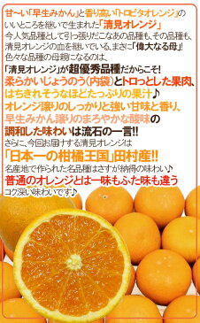 【送料無料】和歌山・田村産 ”清見オレンジ” 秀品 2L〜4L 約10kg【予約 3月中下旬以降】