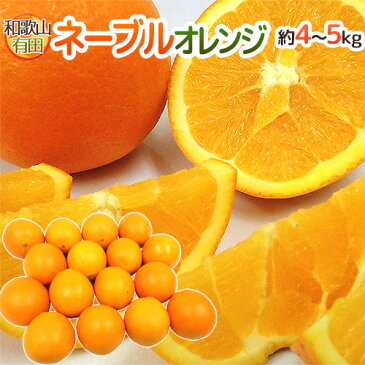 【送料無料】和歌山県 有田産 ”ネーブルオレンジ” 秀品 L〜4Lサイズ 約4.5〜5kg【予約 1月下旬以降】