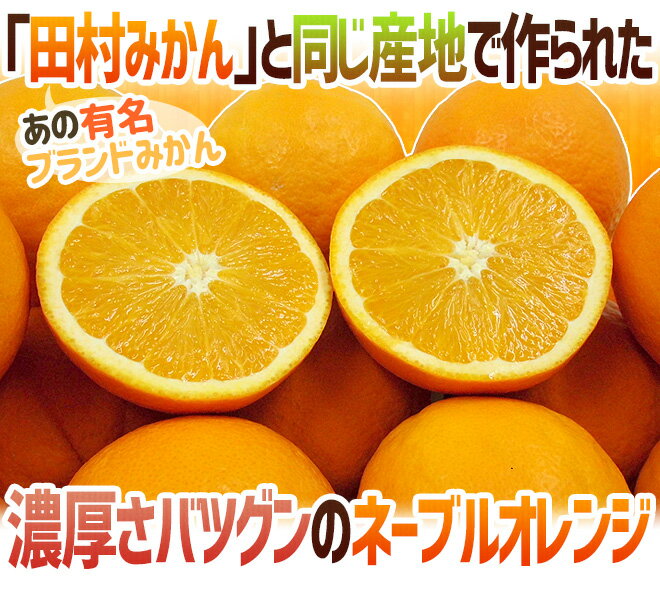 【送料無料】和歌山県 有田 田村産 ”ネーブルオレンジ” 秀品 約4.5〜5kg 大きさおまかせ【予約 2月末以降】