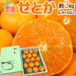 【1日はエントリーでポイント最大18倍】愛媛産 ”せとか” 大玉Lサイズ以上 約3kg 化粧箱【予約 1月末以降】 送料無料【選べる福袋】