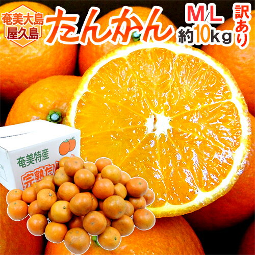奄美大島・屋久島産 ”たんかん” 訳あり M〜L 約10kg【予約 2月以降】 送料無料のサムネイル