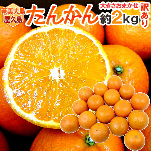 奄美大島・屋久島産 ”たんかん” 訳あり 約2kg 大きさおまかせ【予約 2月以降】 送料無料のサムネイル