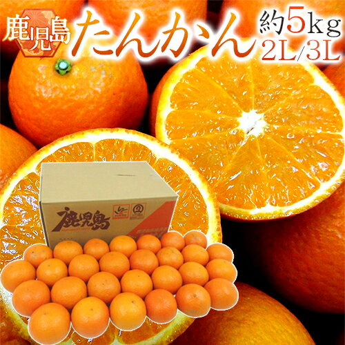 鹿児島産 ”たんかん” 秀品 大玉2L/3Lサイズ 約5kg【予約 2月中旬以降】 送料無料のサムネイル