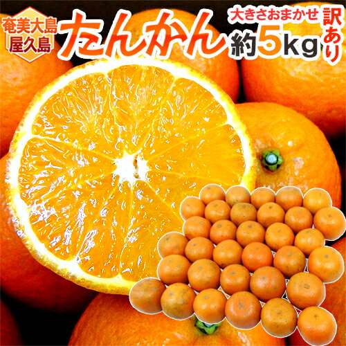 奄美大島・屋久島産 ”たんかん” 訳あり 約5kg 大きさおまかせ【予約 2月以降】 送料無料のサムネイル