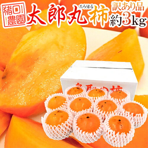 鳥取県 猪口農園 ”太郎丸柿” 訳あり 約3kg 大きさおまかせ【予約 10月下旬以降】 送料無料のサムネイル