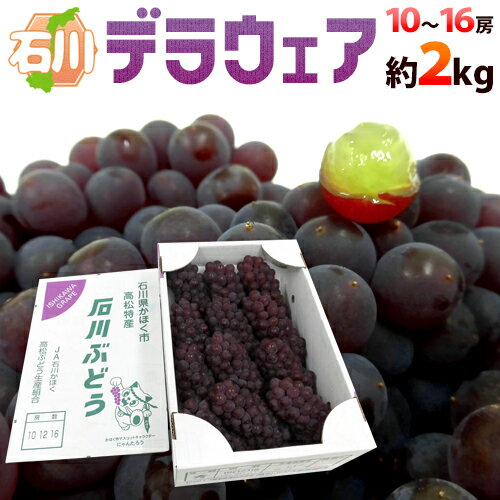 石川産 種なしぶどう ”デラウェア” 秀品 10〜16房 約2kg【予約 7月上旬以降】 送料無料