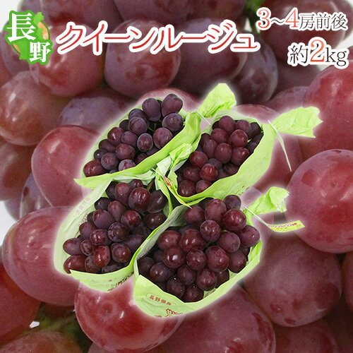 長野県 ”クイーンルージュ” 秀品 3〜4房前後 約2kg 赤ぶどう【予約 9月中旬以降】 送料無料