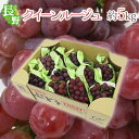 長野県 ”クイーンルージュ” 秀品 約5kg 赤ぶどう【予約 9月中旬以降】 送料無料