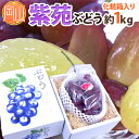 【9/10限定!全額ポイントバックの大チャンス】岡山産 ”紫苑ぶどう” 秀品 超大房 1房 約1kg以上 化粧箱【予約 10月下旬以降】 送料無料